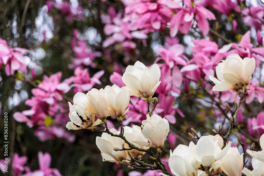 Φωτογραφία A magnolia tree in bloom in the city center of Ravensburg in Baden Wuerttemberg