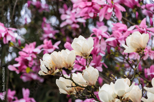 A magnolia tree in bloom in the city center of Ravensburg in Baden Wuerttemberg