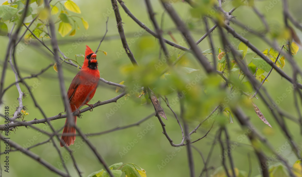 Male northern cardinal perched in a tree. Male northern cardinal perched in a tree.