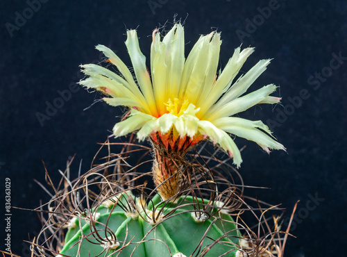 Astrophytum sp. - cactus blooming in spring in a botanical collection, Ukraine photo