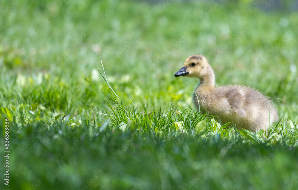 Baby Canada geese in spring. Baby Canada geese in spring.