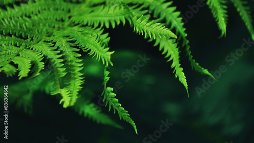 Fragments of fern leaves close up. Unique angles. Dark background  bright greenish shades. Minimalism