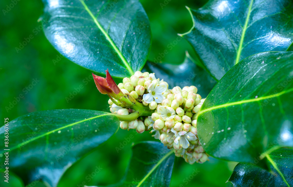 Ilex aquifolium (common holly, European holly) - flowering branch Ilex aquifolium (common holly, European holly) - flowering branch