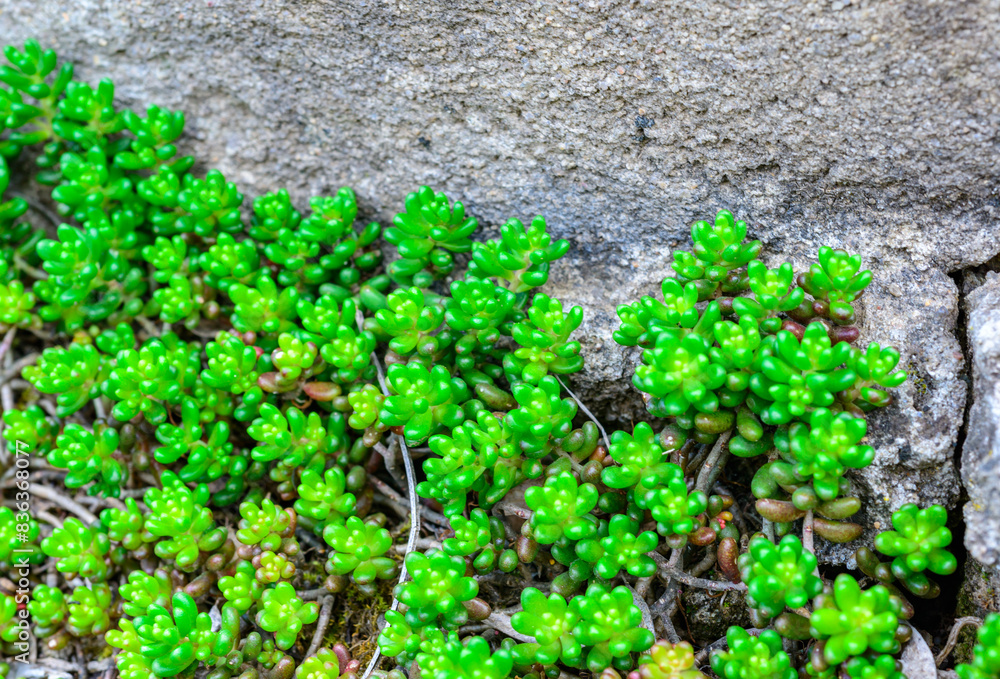 Fotografía Sedum - succulent on a stone hill in the garden