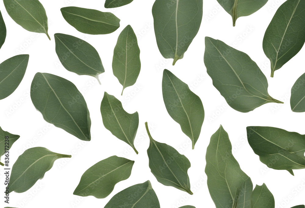 Et of healthy herbs elements Fresh bay leaf isolated on transparent background Et of healthy herbs elements Fresh bay leaf isolated on transparent background