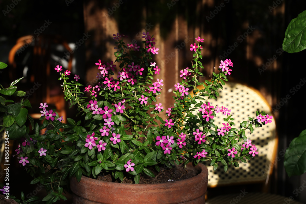 Madagascar Periwinkle (Catharanthus roseus) in balcony garden Madagascar Periwinkle (Catharanthus roseus) in balcony garden