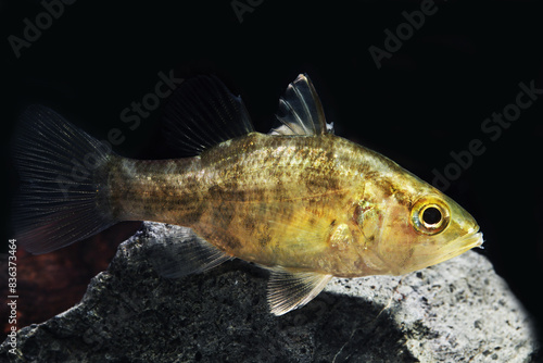 Mouth Almighty (Glossamia aprion) freshwater cardinalfish from Australia and Papua New Guinea photo