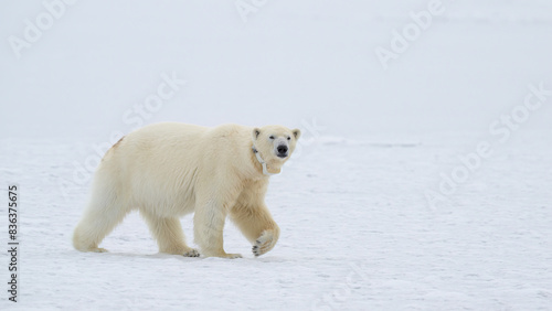 Female polar bear (Ursus maritimus) with eartag and collar for research