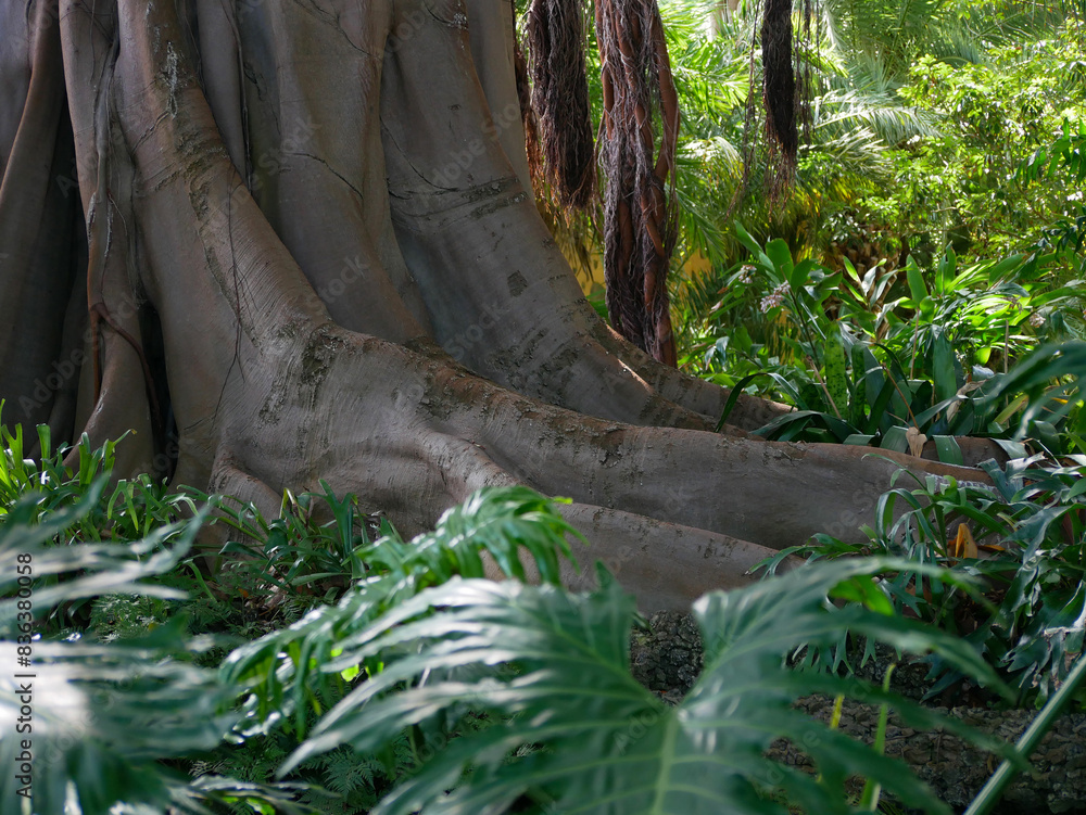 Roots of a giant 200 years old tree Ficus Macrophylla Columnaris (Moraceae) , growing in the botanical garden of Puerto de la Cruz, La Orotava, Canary Islands, Tenerife Roots of a giant 200 years old tree Ficus Macrophylla Columnaris (Moraceae) , growing in the botanical garden of Puerto de la Cruz, La Orotava, Canary Islands, Tenerife