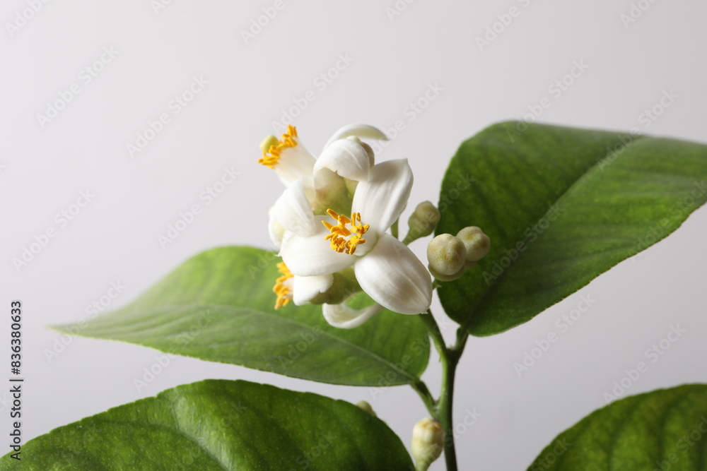 Fototapeta premium Citrus flower on a branch