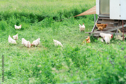 chickens in the field. free range animals at eco farm. environmentally friendly sustainable livestock farming.