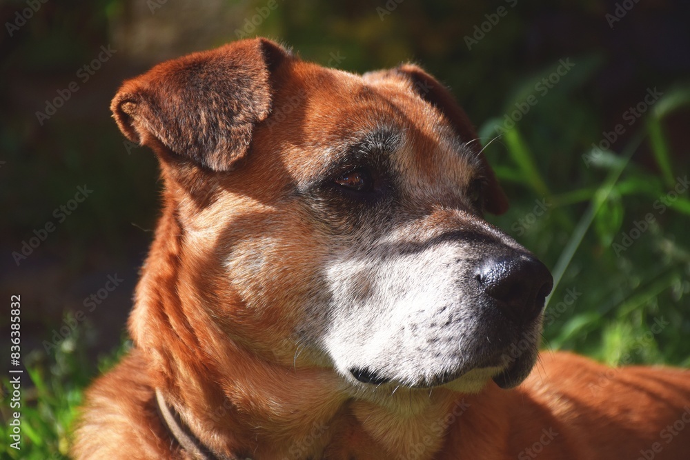 Obraz premium Show dog of breed of beagle on a natural green background