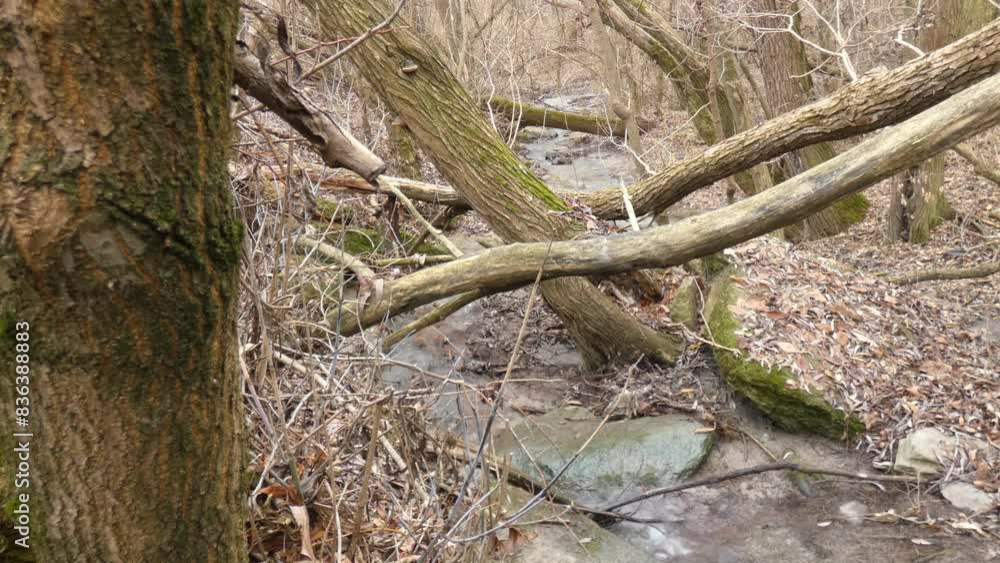 Forest stream among leaves, stones and old fallen trees covered with moss in autumn Forest stream among leaves, stones and old fallen trees covered with moss in autumn
