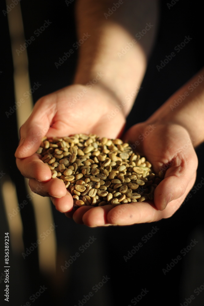 Green coffee beans in hands. Vertical photo Green coffee beans in hands. Vertical photo