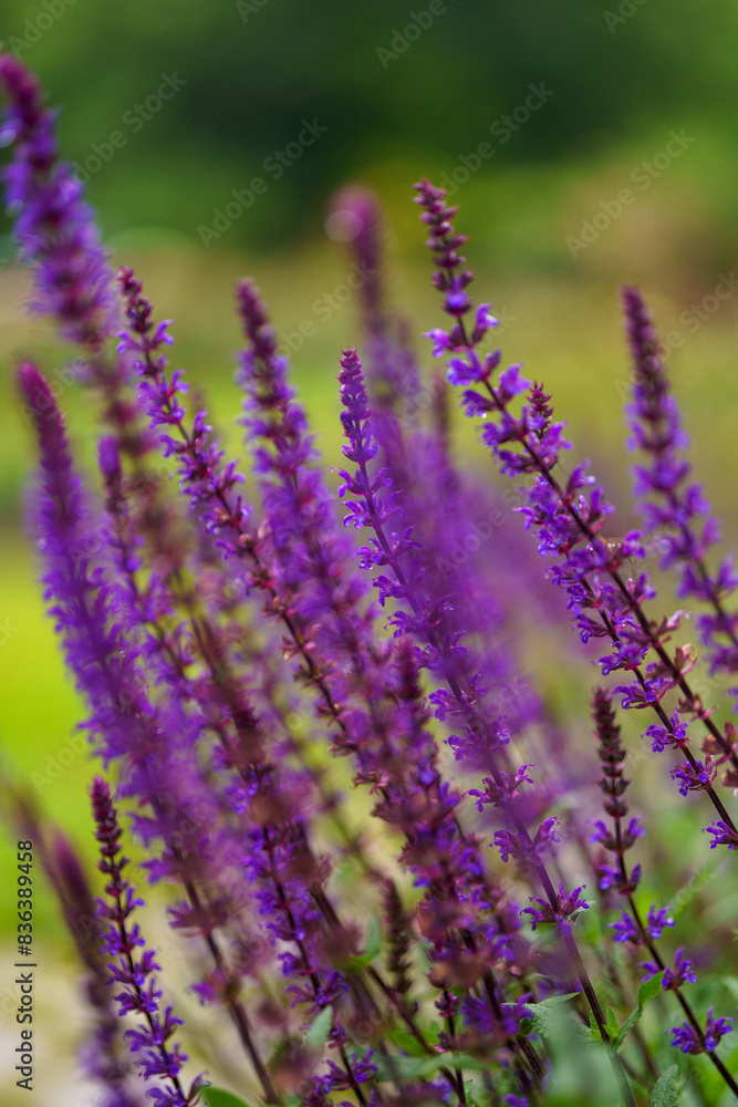 Obraz premium Close up of lavender flowers
