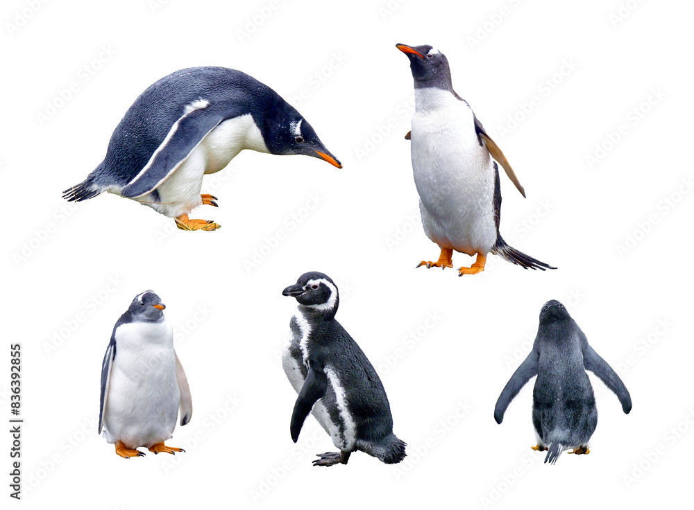 Obraz premium Several penguin Magellanus (Spheniscus magellanicus) in several poses, Ushuaia Penguin on a transparent background