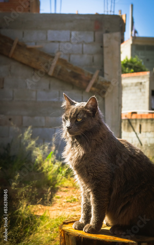 sunrise liz-plated cat