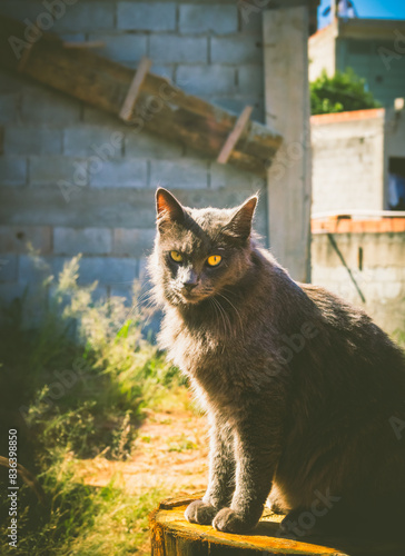 gray cat sitting at sunrise
