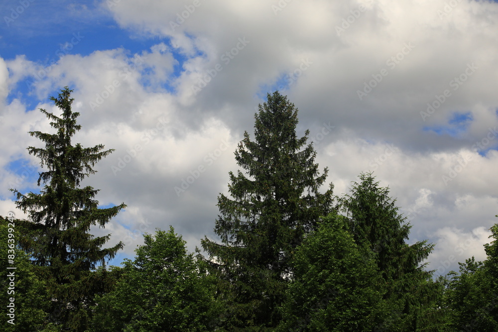 Partly cloudy sky behind an assortment of green trees Partly cloudy sky behind an assortment of green trees