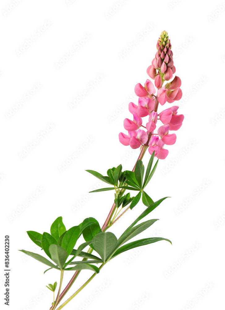 Obraz premium Pink lupine flower isolated on white background. Bunch of colorful lupines, spring flower.
