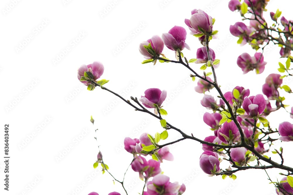 Pink magnolia bloom, strikingly set against a white background.. Pink magnolia bloom, strikingly set against a white background..