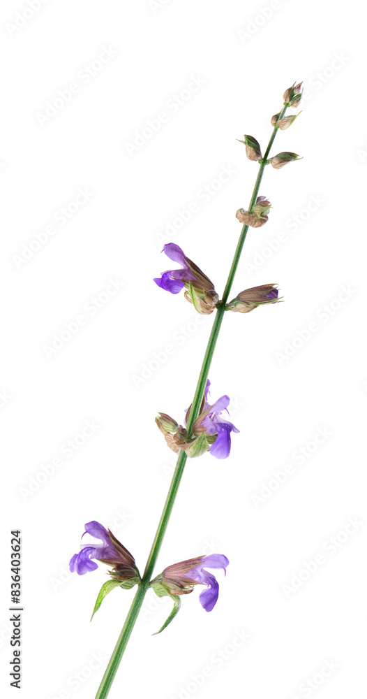 Salvia Officinalis isolated on white background. Purple pink flowers of sage. Medicinal and culinary herb. Salvia Officinalis isolated on white background. Purple pink flowers of sage. Medicinal and culinary herb.