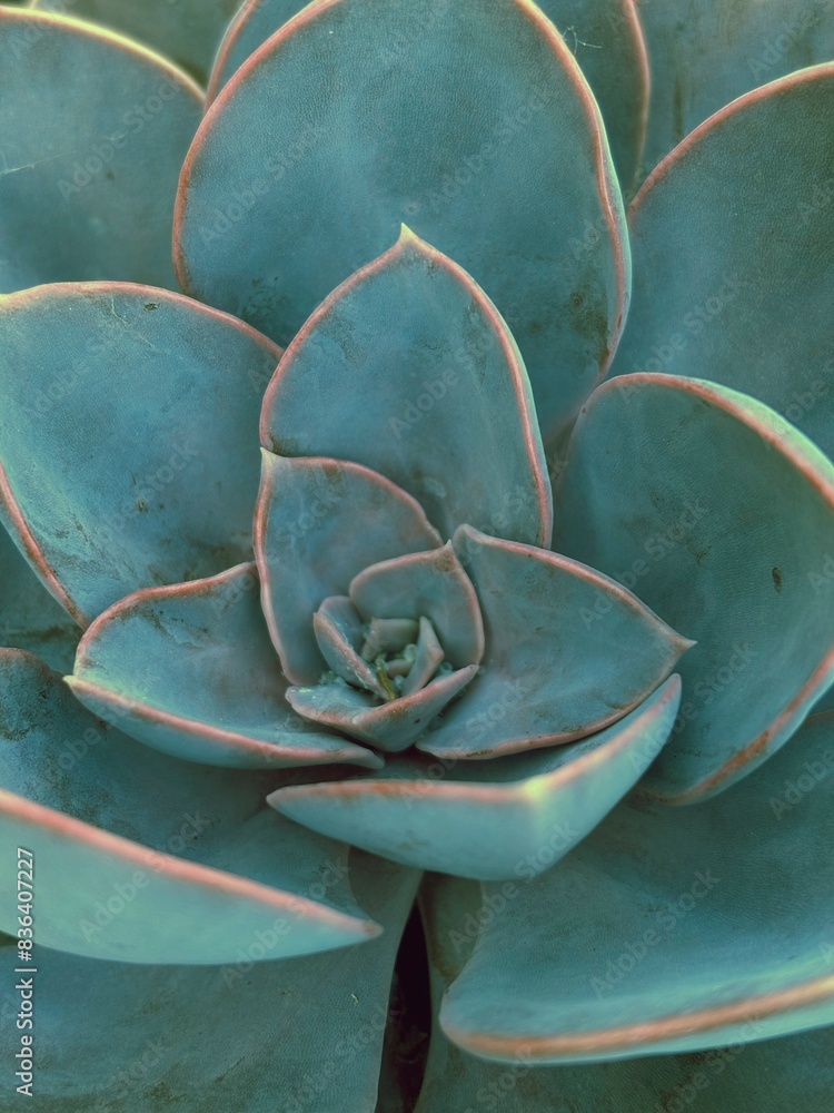 Fototapeta premium Close-up photograph of an Echeveria succulent plant