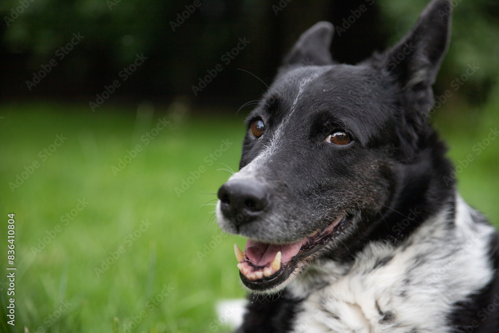 Adorable dog black husky smiling cutely on green grass background with white fur brown eyes on calendar