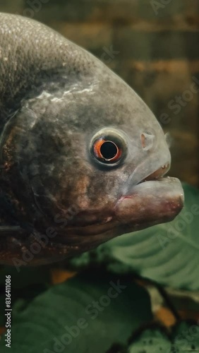 fish in aquarium