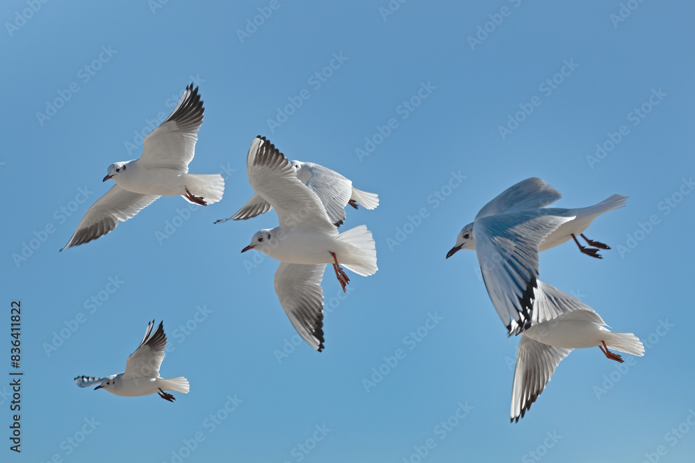 White seagulls soaring in the air against the blue sky White seagulls soaring in the air against the blue sky