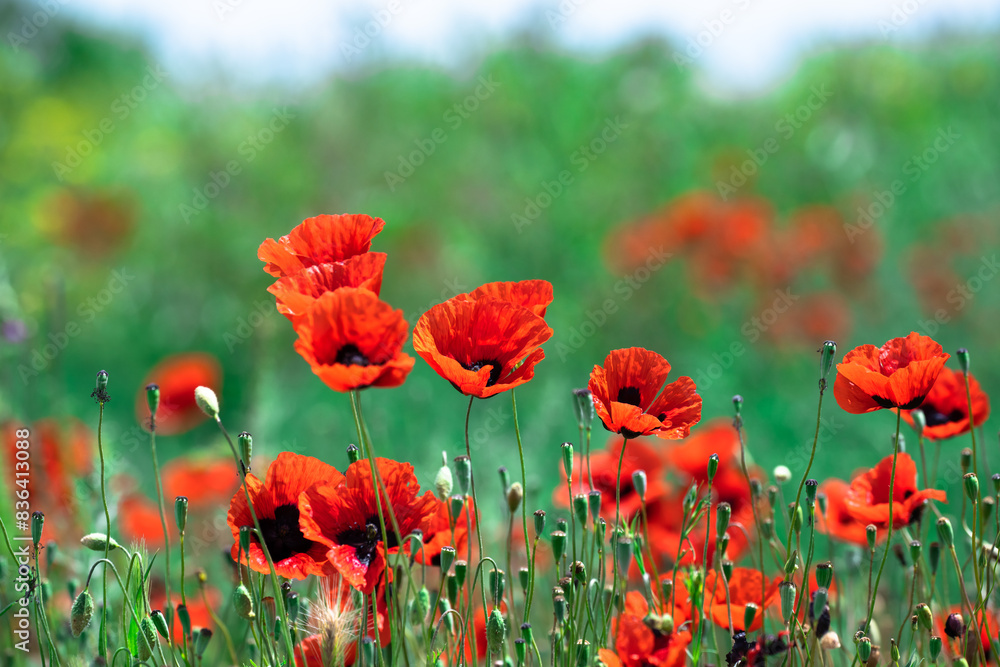 Naklejka premium Red tulips on a green field