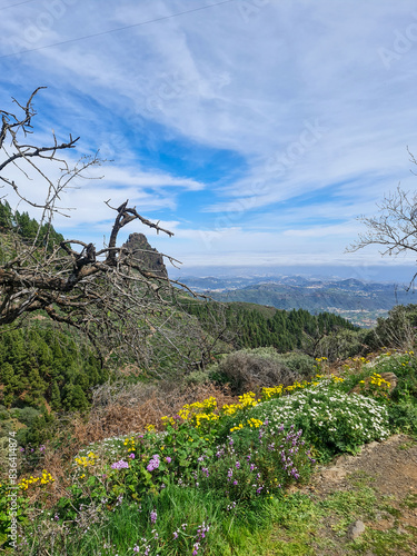 A tree with a mountain in the background