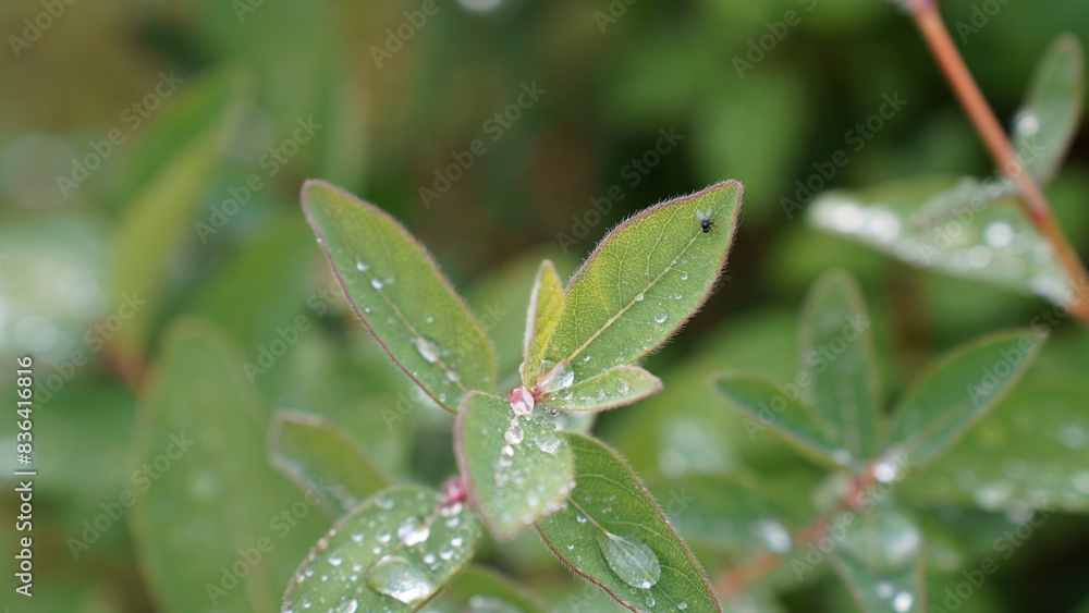 Raindrops on the plant leaves Raindrops on the plant leaves