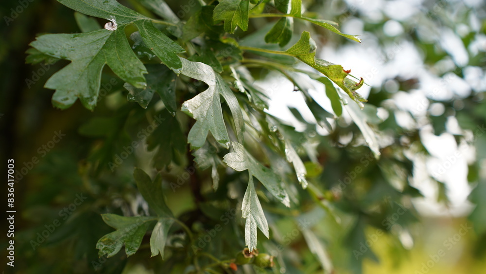 Obraz premium Raindrops on the plant leaves