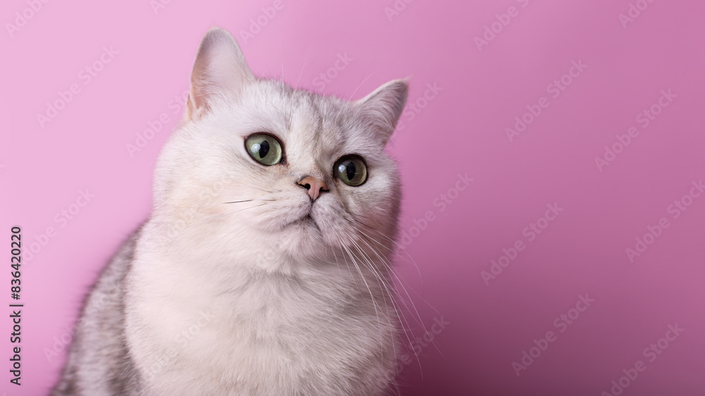 Close up of adorable white cat isolated on pink background, looking away Close up of adorable white cat isolated on pink background, looking away