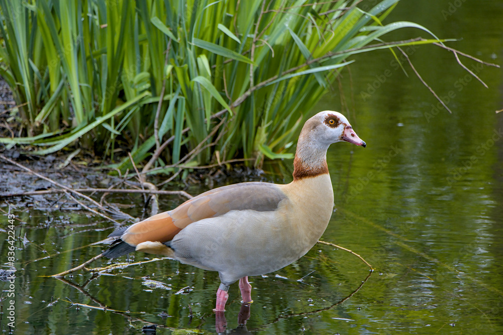 duck in the pond