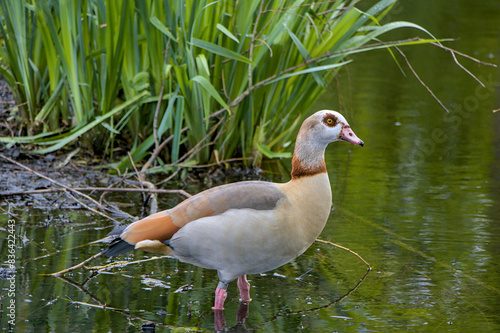 Obraz na płótnie duck in the pond w salonie