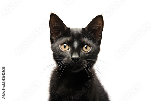 Cute black bombay kitty looking at camera. Head close-up portrait of black bombay cat. White Isolated background. Generative AI
