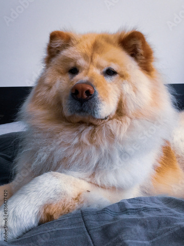 portrait of a chow chow