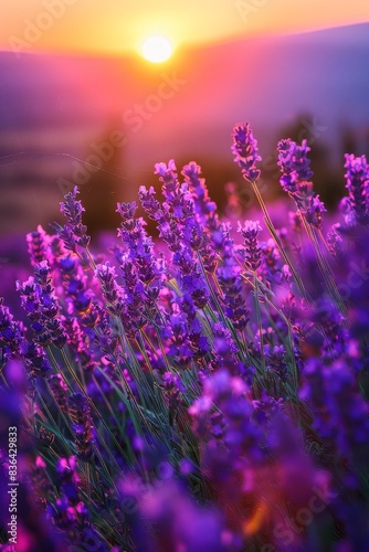 Vivid Lavender Field During the Summer Time