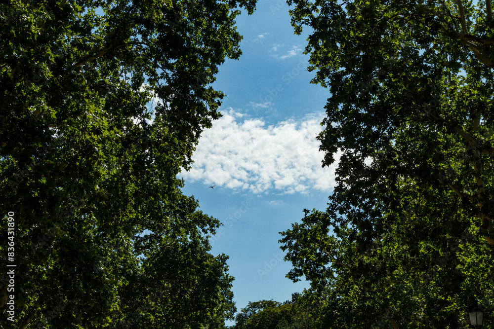 Obraz premium trees and sky in Madrid, Spain
