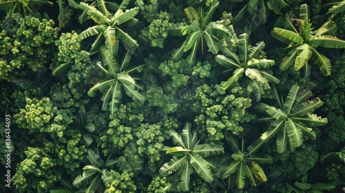 Aerial perspective of banana trees with a blurred backdrop of dense treetops photo