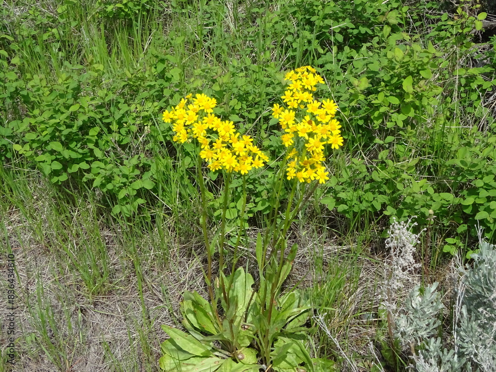 Obraz premium Tall Western Groundsel (Senecio integerrimus) 