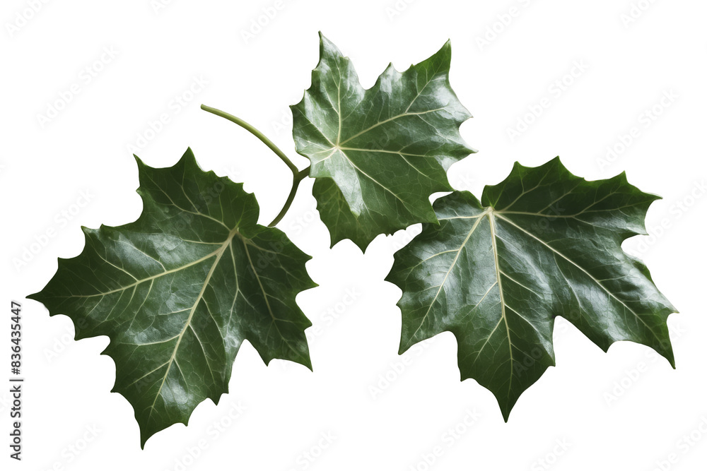Vivid green ivy leaves arranged against a clear white background, ideal for png, transparent design projects Vivid green ivy leaves arranged against a clear white background, ideal for png, transparent design projects