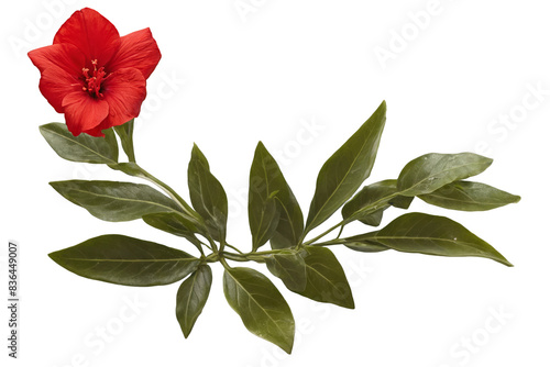 This is a close-up of a vibrant red hibiscus flower with deep green leaves on transparent, white background, png photo