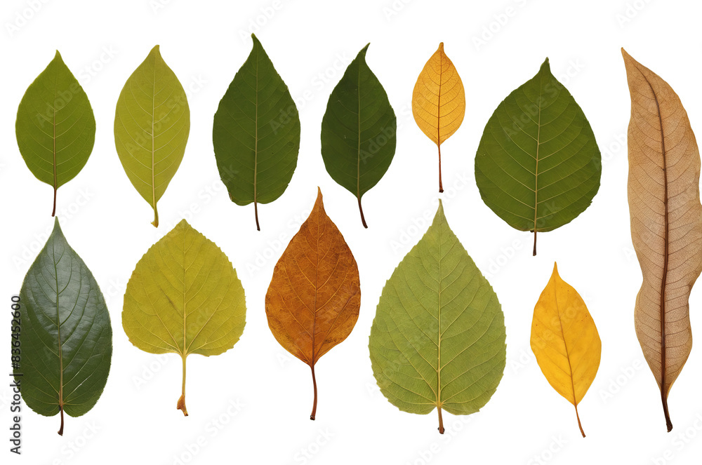 An assortment of green, yellow, and brown leaves positioned side by side on a white background, png, showcasing the life cycle of leaves An assortment of green, yellow, and brown leaves positioned side by side on a white background, png, showcasing the life cycle of leaves