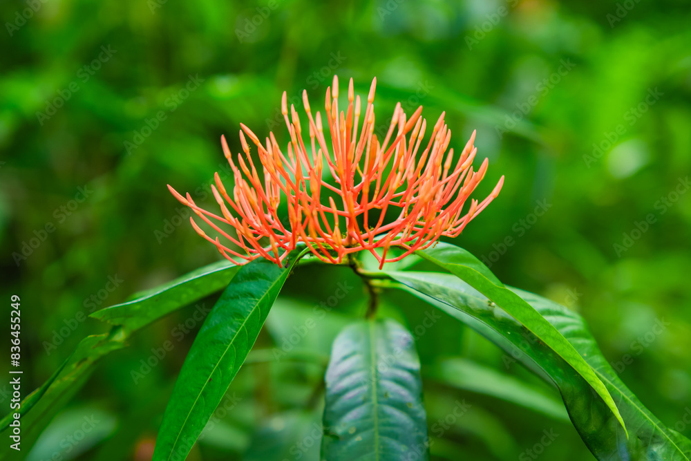 Jatropha podagrica is an upright herb that has medicinal properties. Natural green background
Jatropha podagrica is an upright herb that has medicinal properties. Natural green background