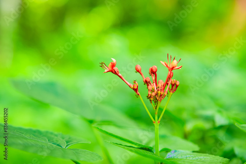 Jatropha podagrica is an upright herb that has medicinal properties. Natural green background
 photo