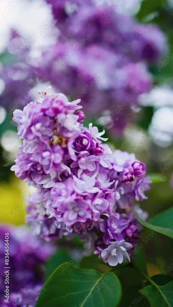 A serene and beautiful spring scene unfolds with purple lilac blossoms swaying gently in the wind in a slow motion view A serene and beautiful spring scene unfolds with purple lilac blossoms swaying gently in the wind in a slow motion view