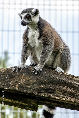 lemur on tree